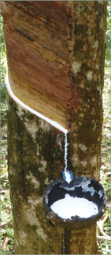 Natural latex sap tapped from the rubber tree